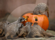 FEATURE - Halloween im Zoo von Hannover