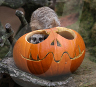 FEATURE - Halloween im Zoo von Hannover