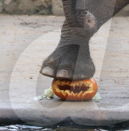 FEATURE - Halloween im Zoo von Hannover