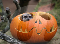 FEATURE - Halloween im Zoo von Hannover