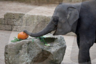 FEATURE - Halloween im Zoo von Hannover