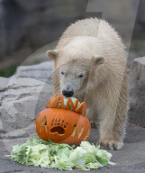 FEATURE - Halloween im Zoo von Hannover