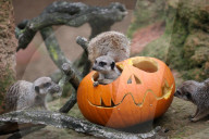 FEATURE - Halloween im Zoo von Hannover