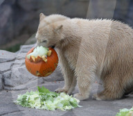 FEATURE - Halloween im Zoo von Hannover