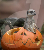 FEATURE - Halloween im Zoo von Hannover