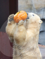 FEATURE - Halloween im Zoo von Hannover