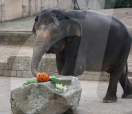 FEATURE - Halloween im Zoo von Hannover