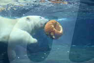 FEATURE - Halloween im Zoo von Hannover