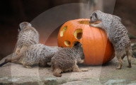 FEATURE - Halloween im Zoo von Hannover