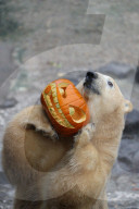 FEATURE - Halloween im Zoo von Hannover