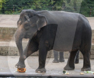 FEATURE - Halloween im Zoo von Hannover