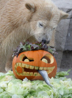 FEATURE - Halloween im Zoo von Hannover