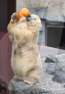 FEATURE - Halloween im Zoo von Hannover