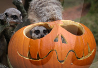 FEATURE - Halloween im Zoo von Hannover