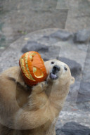 FEATURE - Halloween im Zoo von Hannover