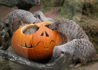 FEATURE - Halloween im Zoo von Hannover