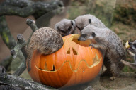 FEATURE - Halloween im Zoo von Hannover