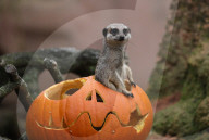 FEATURE - Halloween im Zoo von Hannover