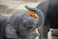 FEATURE - Halloween im Zoo von Hannover