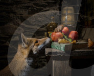 FEATURE - Fotograf inszeniert Fuchs und Maus in Halloween-Umgebung