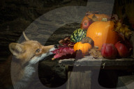 FEATURE - Fotograf inszeniert Fuchs und Maus in Halloween-Umgebung