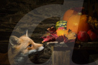 FEATURE - Fotograf inszeniert Fuchs und Maus in Halloween-Umgebung