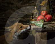 FEATURE - Fotograf inszeniert Fuchs und Maus in Halloween-Umgebung