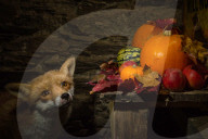 FEATURE - Fotograf inszeniert Fuchs und Maus in Halloween-Umgebung
