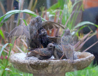 FEATURE - Stare geniessen Vogelbad im Garten
