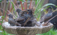 FEATURE - Stare geniessen Vogelbad im Garten
