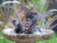 FEATURE - Stare geniessen Vogelbad im Garten

