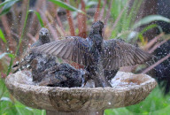 FEATURE - Stare geniessen Vogelbad im Garten
