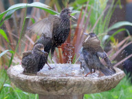FEATURE - Stare geniessen Vogelbad im Garten

