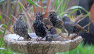 FEATURE - Stare geniessen Vogelbad im Garten
