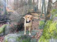 SCHICKSALE - Er liebt ihn wie einen Bruder: Labrador Olli und der autistische George geniessen eine besondere Verbindung