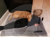 SCHICKSALE - Er liebt ihn wie einen Bruder: Labrador Olli und der autistische George geniessen eine besondere Verbindung