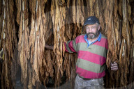 REPORTAGE - Die letzten Brauntabakproduzenten in Lot et Garonne in Calonges