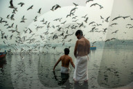 FEATURE - Möwen am Jamuna in Indien