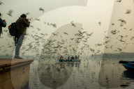FEATURE - Möwen am Jamuna in Indien