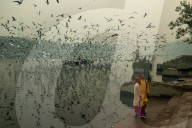 FEATURE - Möwen am Jamuna in Indien
