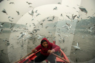 FEATURE - Möwen am Jamuna in Indien