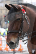 Armistice Day