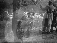 Glass plate mono negative