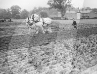 Mono Negative