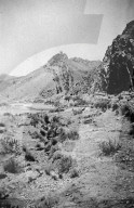 Glass plate mono negative