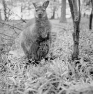 Glass plate mono negative