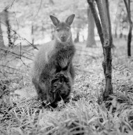 Glass plate mono negative