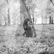 Glass plate mono negative
