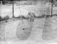 Glass plate mono negative