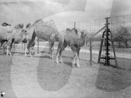 Glass plate mono negative